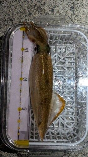 ヤリイカの釣果