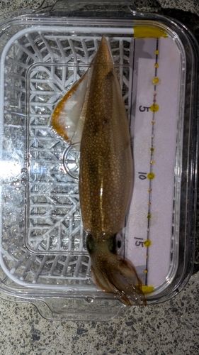 ヤリイカの釣果