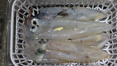 ヤリイカの釣果