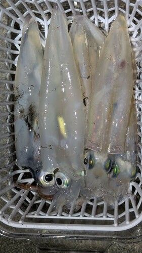 ヤリイカの釣果