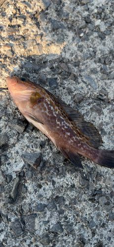 キジハタの釣果