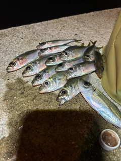 マアジの釣果