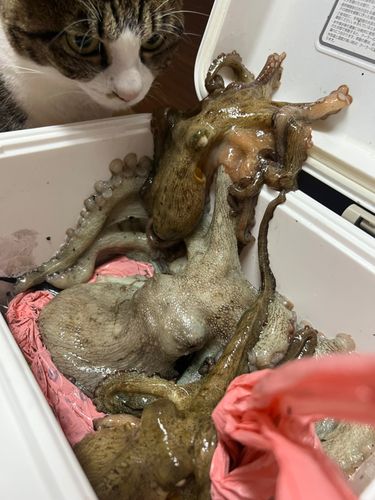 タコの釣果