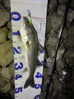 シーバスの釣果