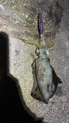 アオリイカの釣果