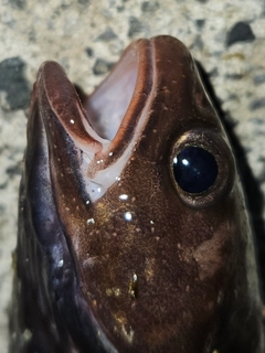 チゴダラの釣果