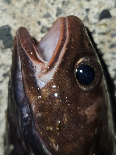 チゴダラの釣果