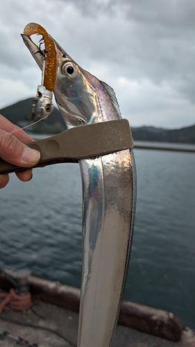 タチウオの釣果