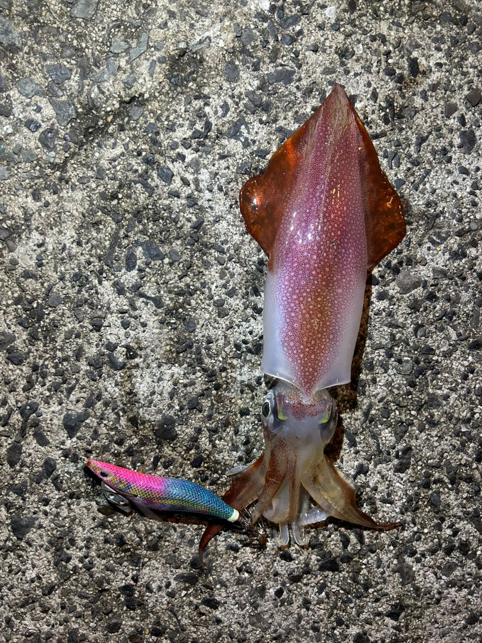 SHIMANO 17セフィア CI4+ S803MLの最安値・インプレ・釣果 | 本音の