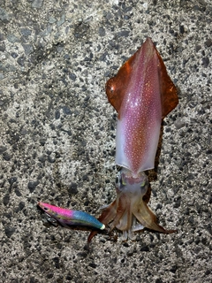 ケンサキイカの釣果