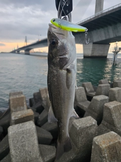 シーバスの釣果