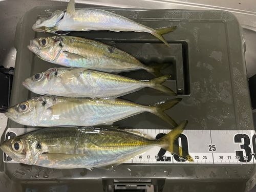 アジの釣果