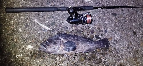 クロソイの釣果