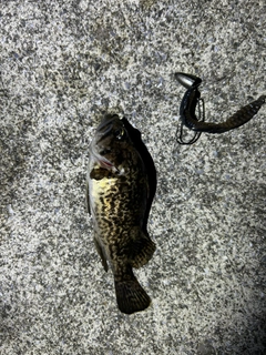 クロソイの釣果