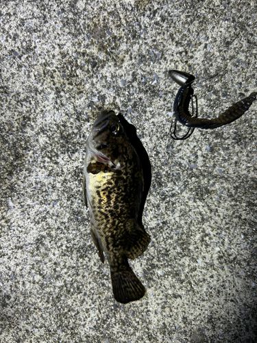 クロソイの釣果