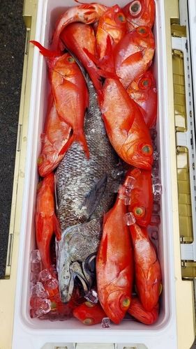 キンメダイの釣果
