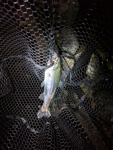 ベリーパーク in FISH ON! 王禅寺