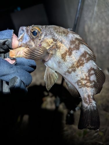 シロメバルの釣果