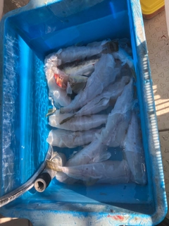 ショウサイフグの釣果