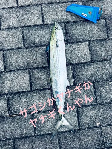 サゴシの釣果