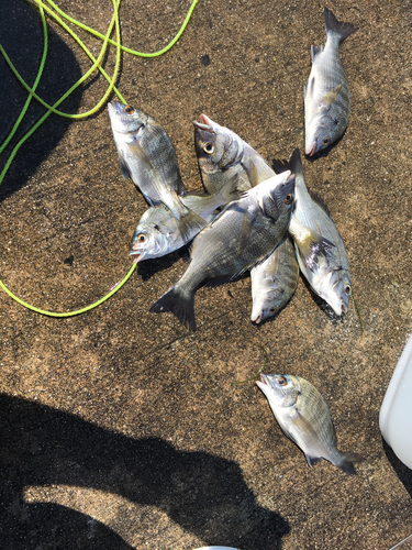 チヌの釣果