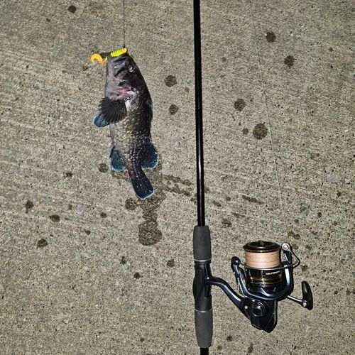 キラキラ公園（苫小牧西港）