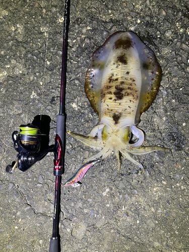 アオリイカの釣果