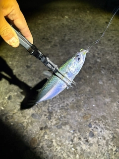 サバの釣果