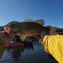 スモールマウスバス