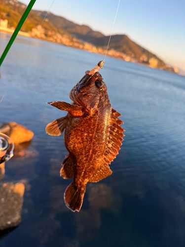 ムラソイの釣果
