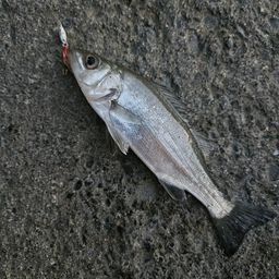 セイゴ（マルスズキ）