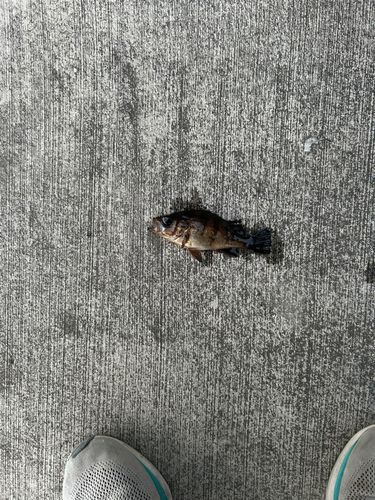 エゾメバルの釣果