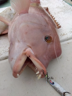 カンダイの釣果