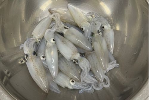ヒイカの釣果