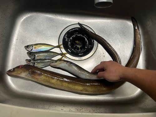 マアナゴの釣果