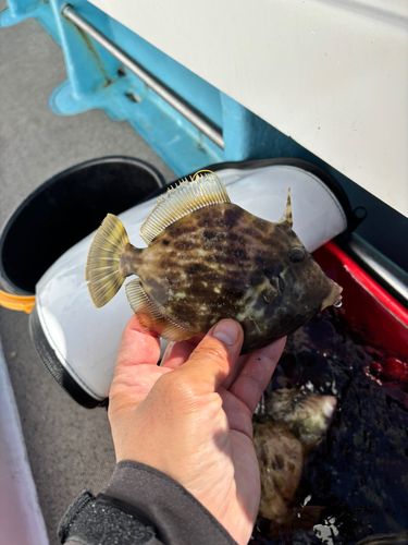 カワハギの釣果