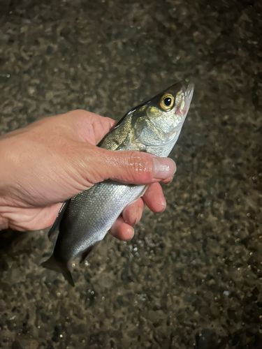 若洲海浜公園海釣り施設