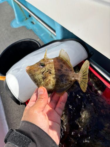 カワハギの釣果