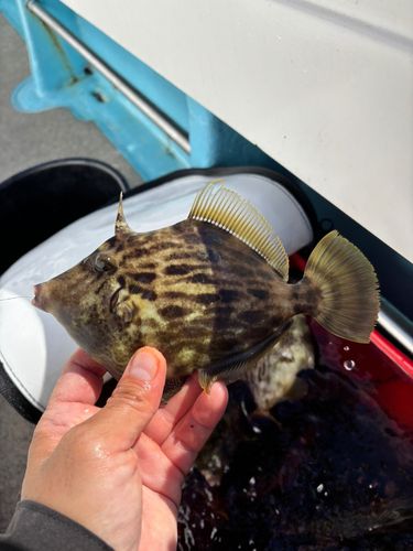 カワハギの釣果