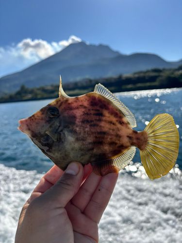 カワハギの釣果