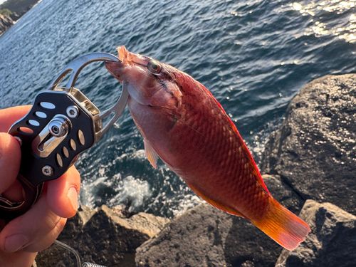 アカササノハベラの釣果