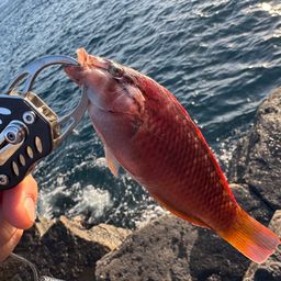 アカササノハベラ