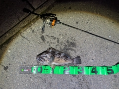 クロソイの釣果