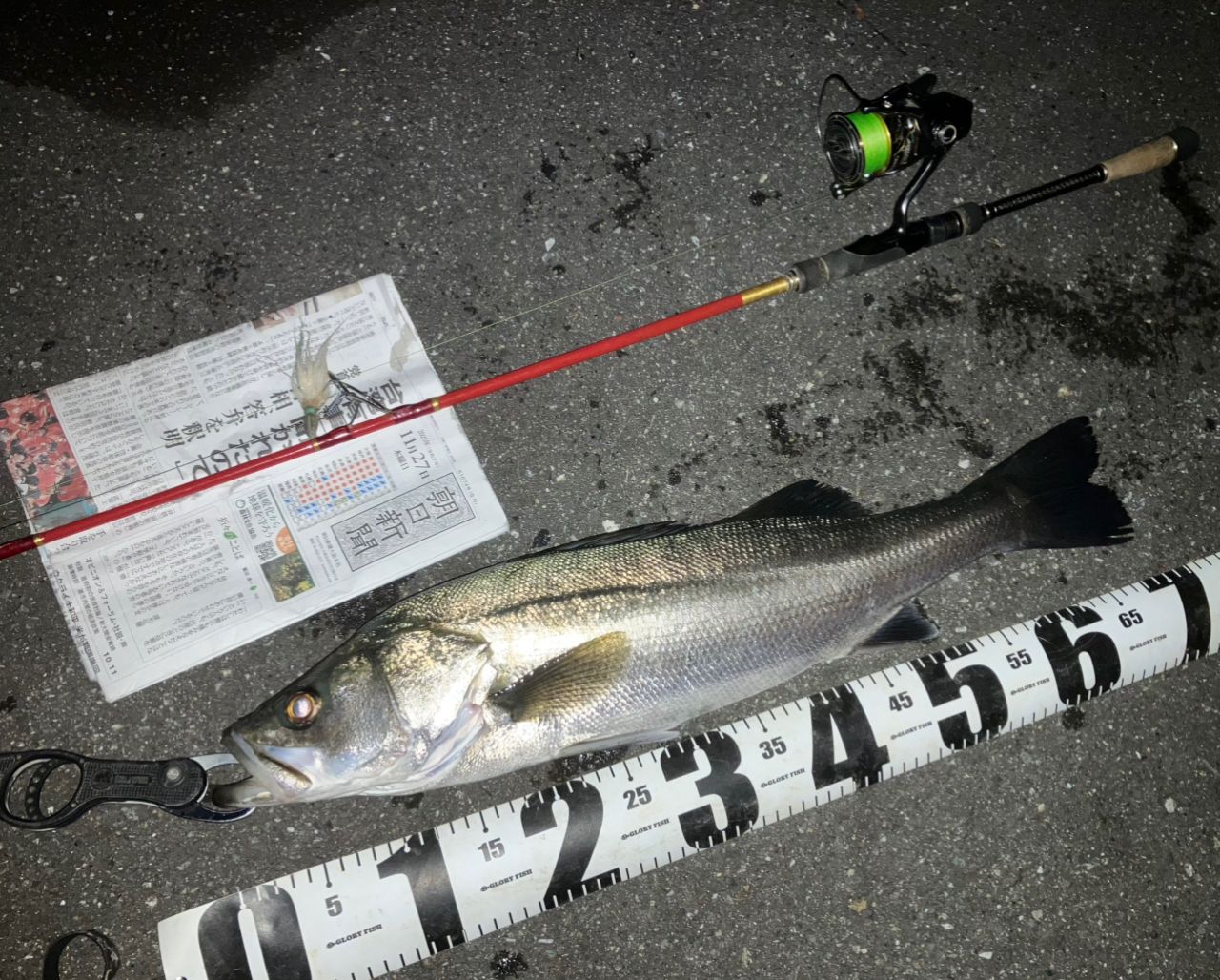 セイゴ（マルスズキ）