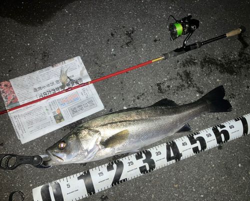 セイゴ（マルスズキ）の釣果