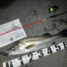 セイゴ（マルスズキ）