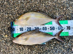 ヒレナガカンパチの釣果