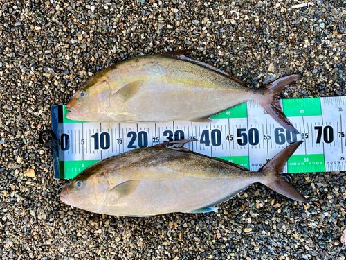 ヒレナガカンパチの釣果