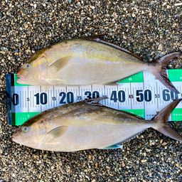 ヒレナガカンパチ