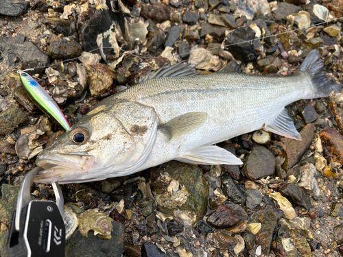 フッコ（マルスズキ）の釣果